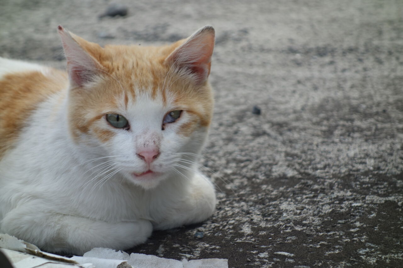 【猫茶】 RICHARD（リチャード）ザ・ロイヤル・キャッツ（ボンベイ・黒猫