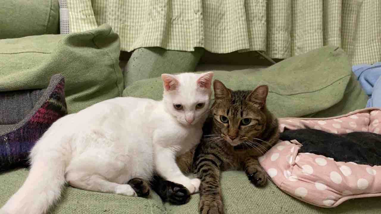 仲良くケンカする猫たち ねこかます