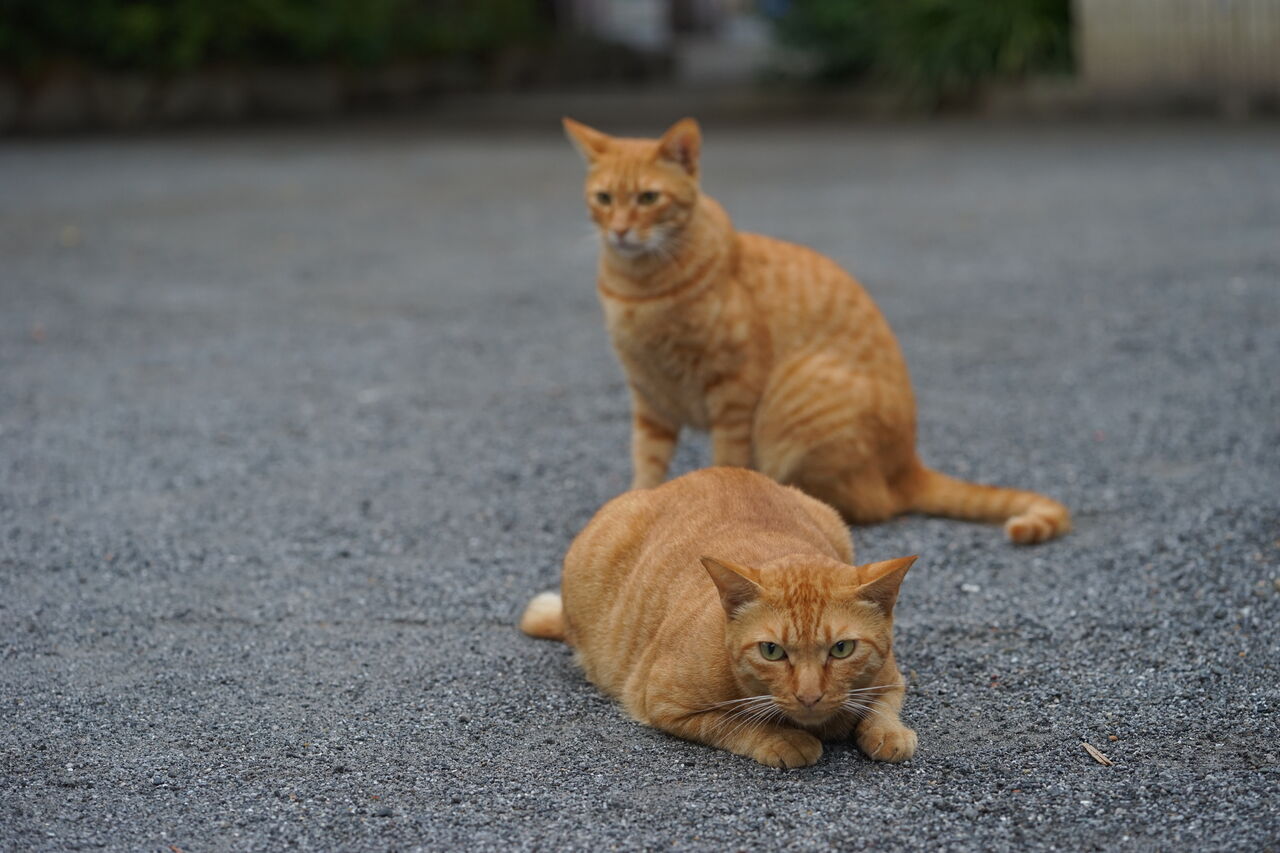 よくある猫の顔 20250807 : ねこかます