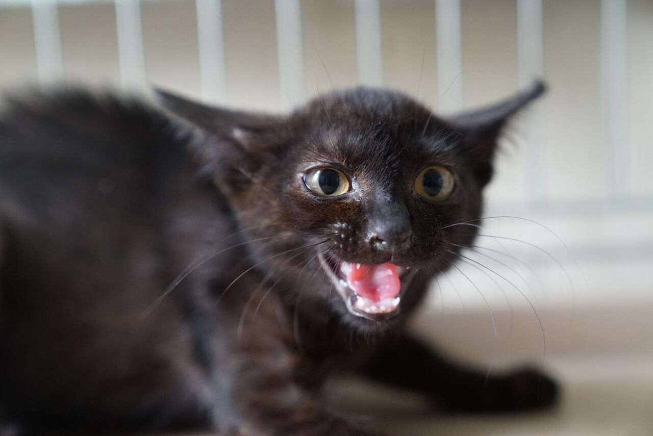 登場猫紹介】黒慧（クロエ） 20240402 : ねこかます