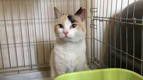 AC4D0CE3-CC81-4B0E-BCB2-20C24E407AE7