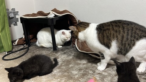 写真 2023-11-27 5 29 31