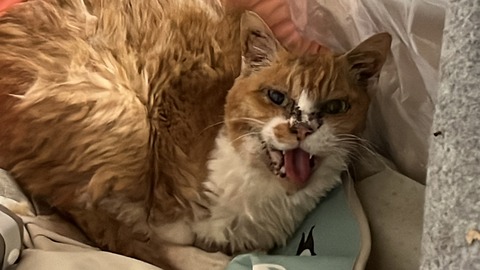 写真 2022-12-04 1 39 18