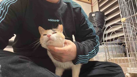 ひとりぼっちのオス三毛猫 20260607 : ねこかます