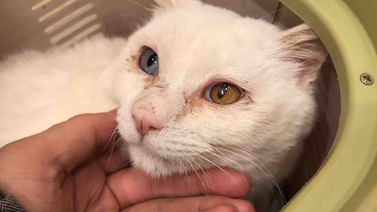 ボロボロの白猫 イケメン白たぬきになる ねこかます ボロボロの白猫 イケメン白たぬきになる ねこかます