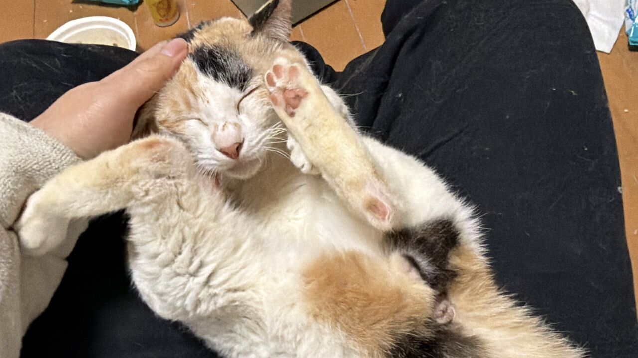 オス三毛猫、謎物質を分泌する 20260124 : ねこかます