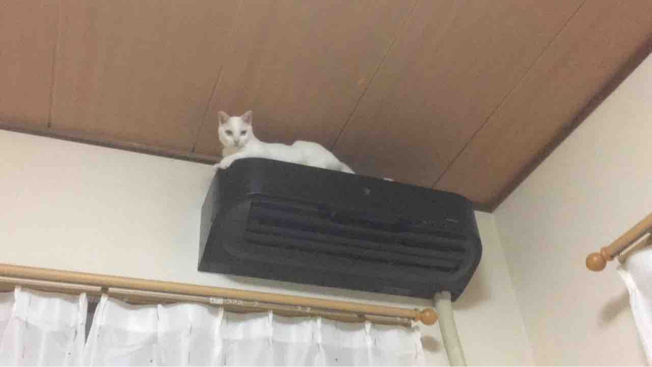 エアコンの上に乗る猫 ねこかます