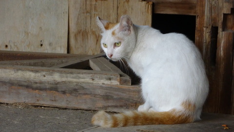 DSC00203