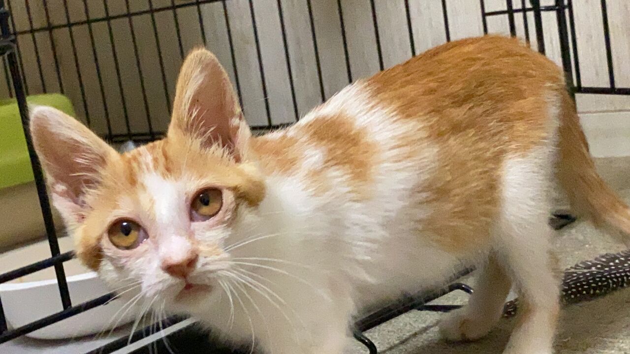 メス猫心と秋の空 22 ねこかます