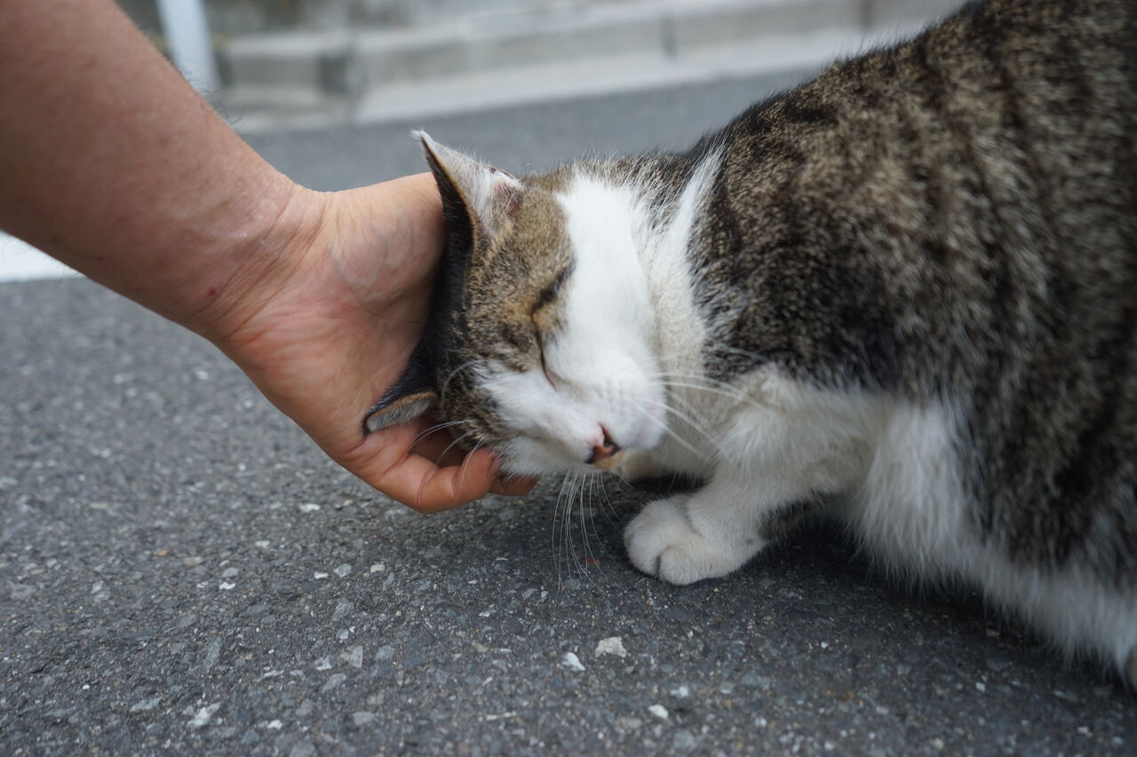 白サバ姉さん名場面集 15年から21年 2127 ねこかます