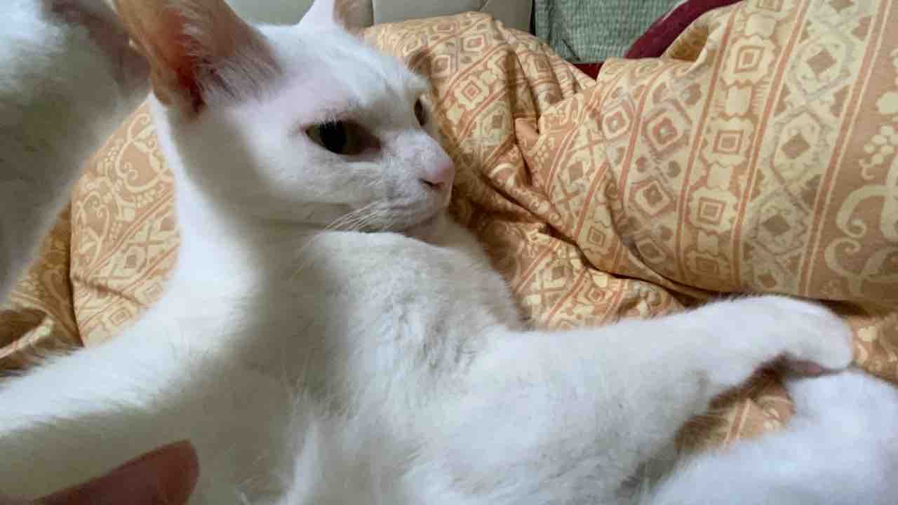 猫は甘えるのが仕事 0310 ねこかます 猫は甘えるのが仕事 0310 ねこかます
