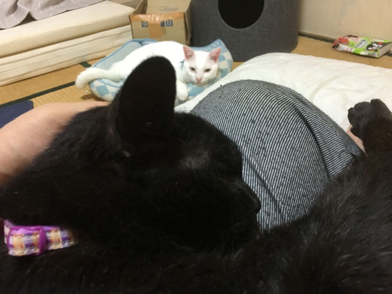 ほぼ公開してない時期の話 20260313 : ねこかます