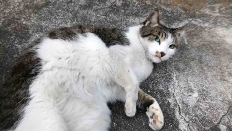 C4BD1D54-D365-46CA-8DFB-C1A9762AD47F