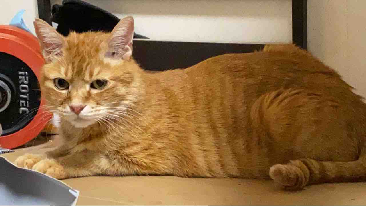 拗ねるボス猫 ねこかます 拗ねるボス猫 ねこかます