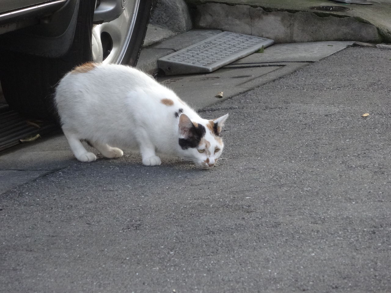 怖い顔の猫 ねこかます