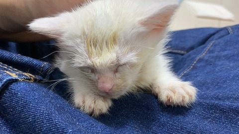 写真 2021-05-17 23 01 15