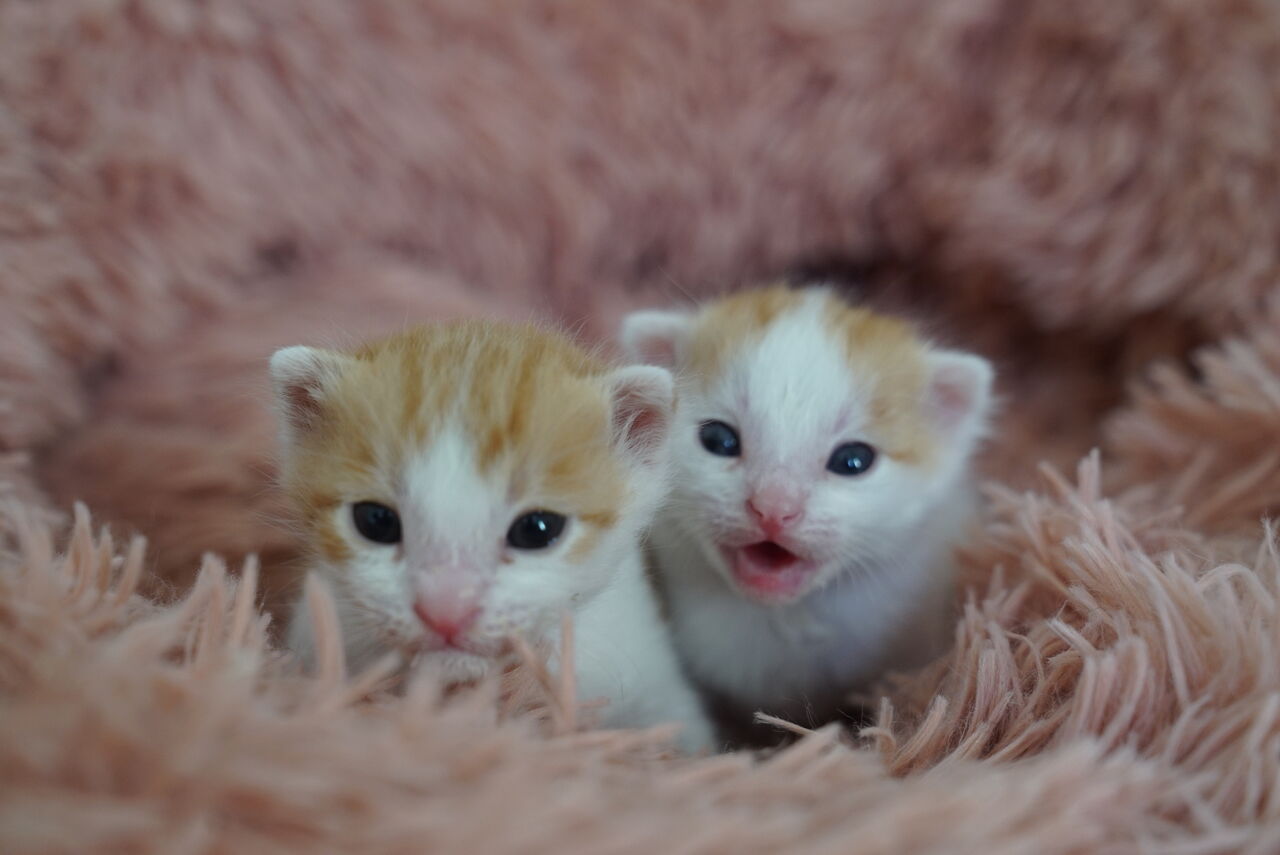 赤ちゃん子猫レスリング ねこかます