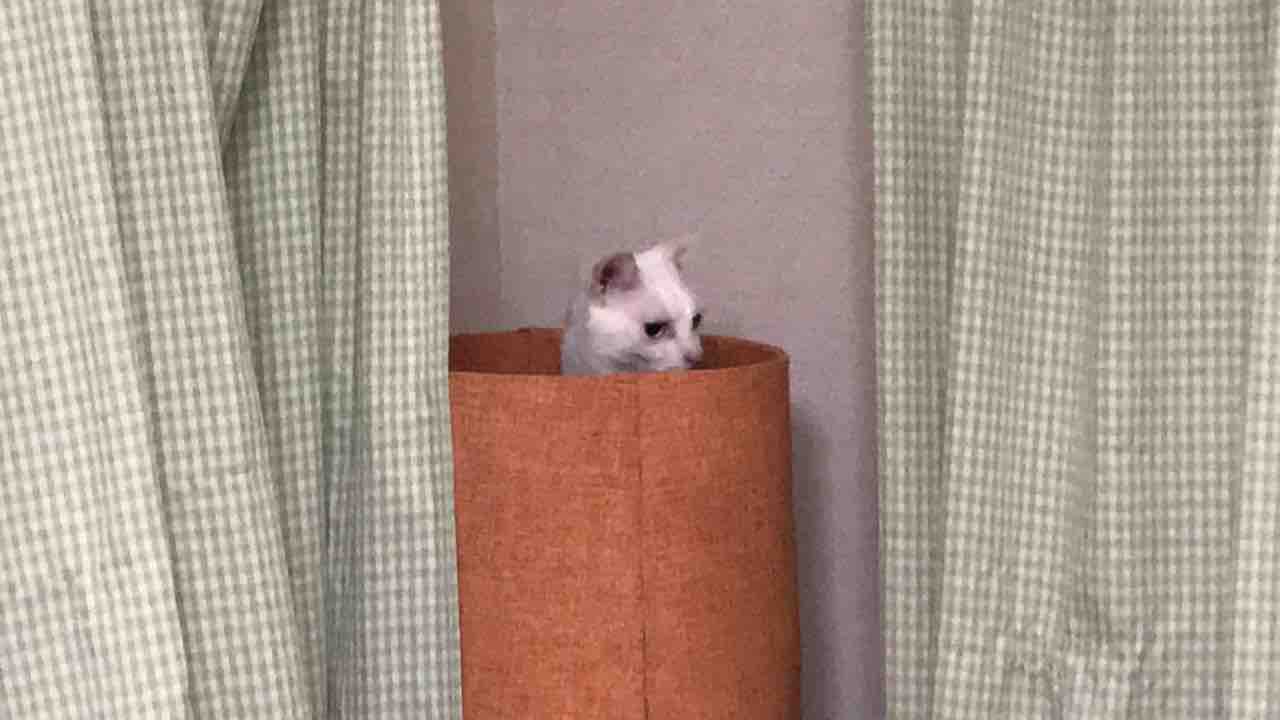 わかりやすくすねる猫 19春 ねこかます わかりやすくすねる猫 19春 ねこかます