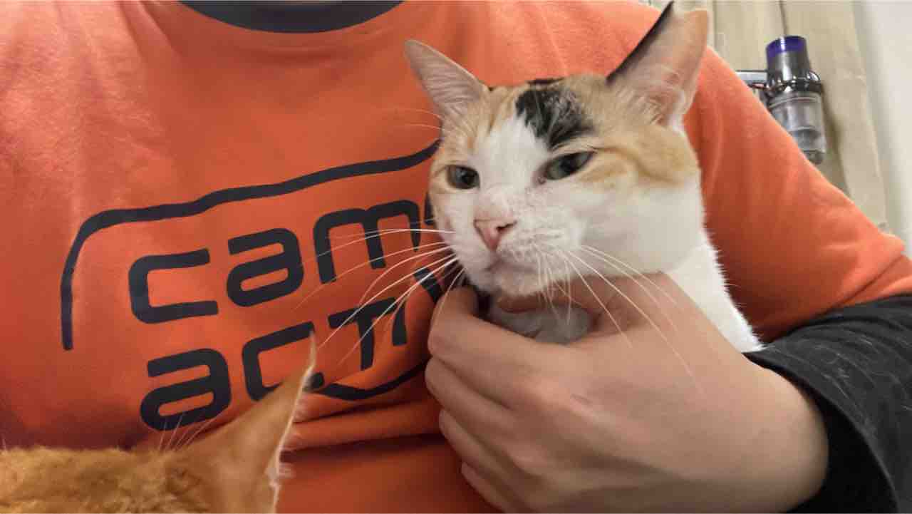猫と怪我 2514 ねこかます