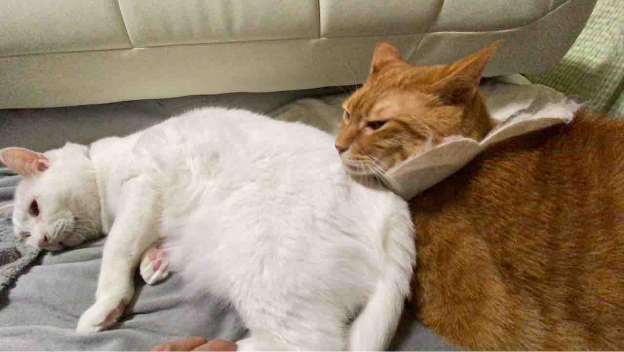 参瑚の膵炎の状況 20210711 : ねこかます