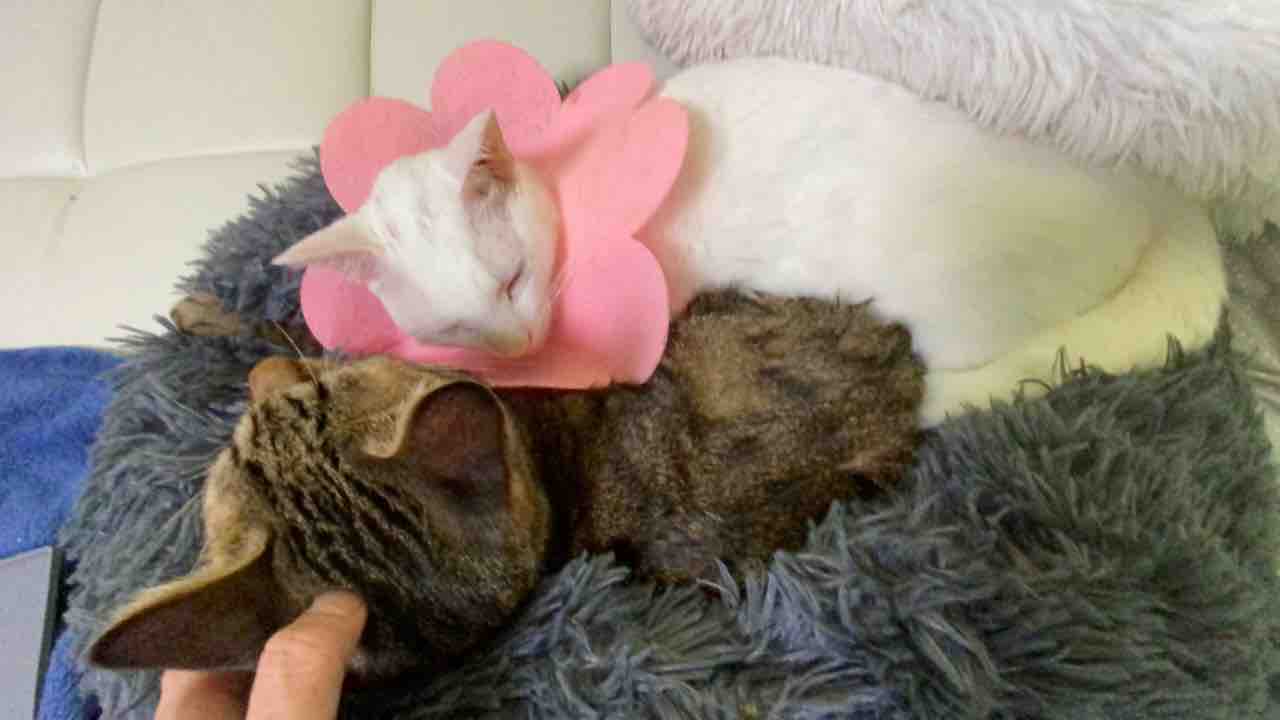 腎不全周りのケア 1119 ねこかます 腎不全周りのケア 1119 ねこかます