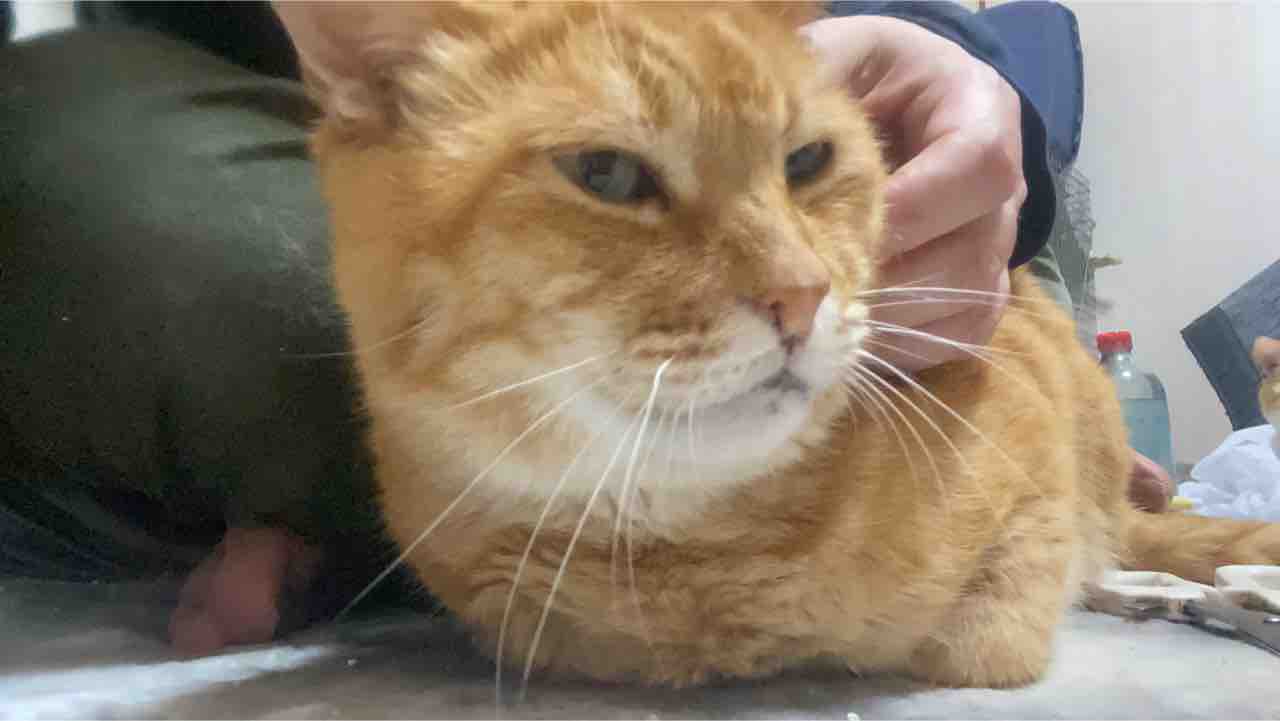 猫の腎不全と排泄 20210713 : ねこかます