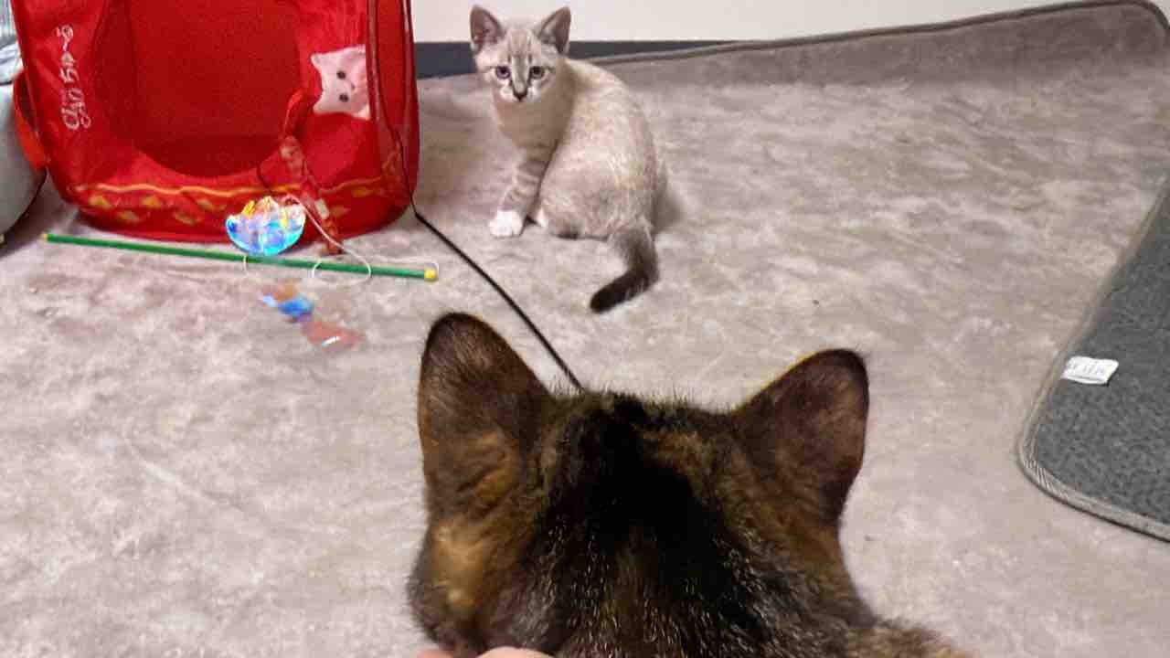 お姉ちゃん猫の葛藤 20260526 : ねこかます