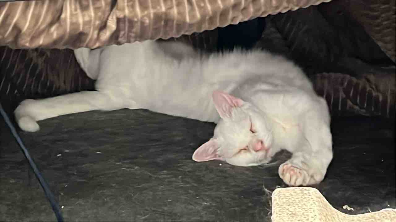 ウチューネコ、腎不全7周年 20250412 : ねこかます