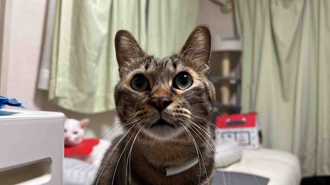 誰よりも待つ猫 ねこかます