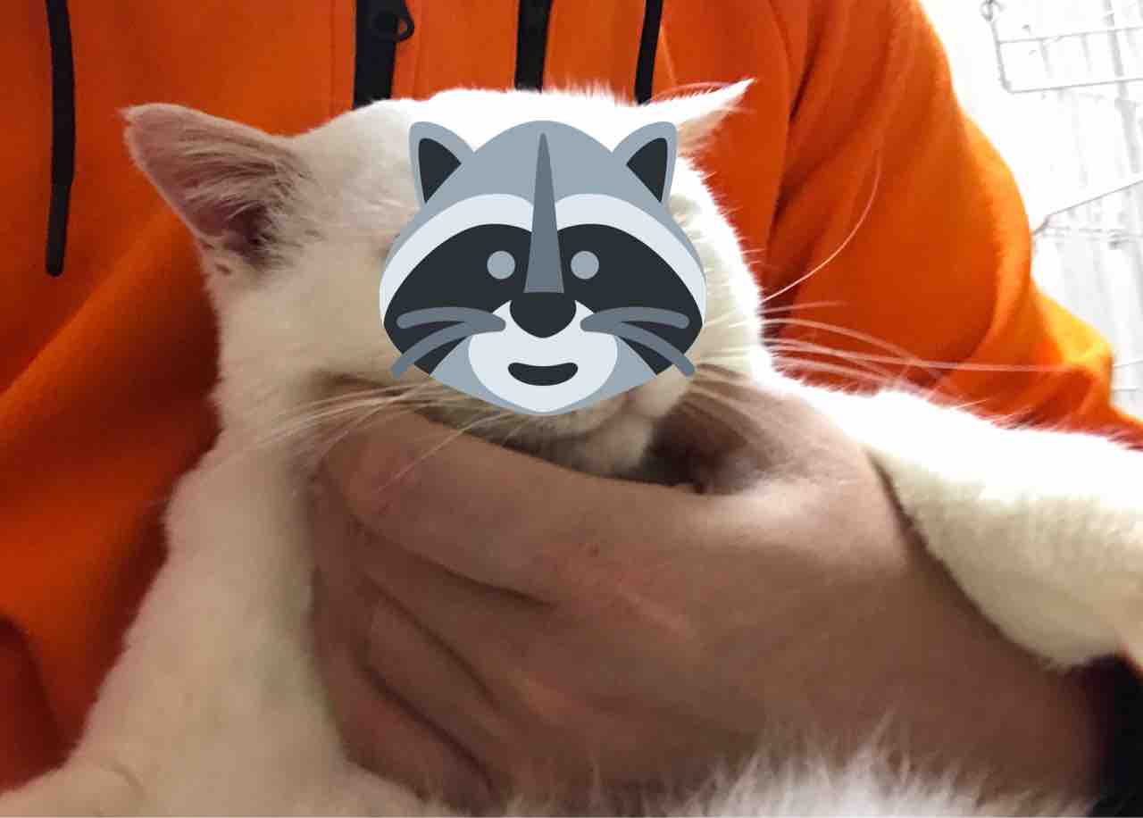 登場猫紹介19年5月版 曉璘 ねこかます 登場猫紹介19年5月版 曉璘 ねこかます