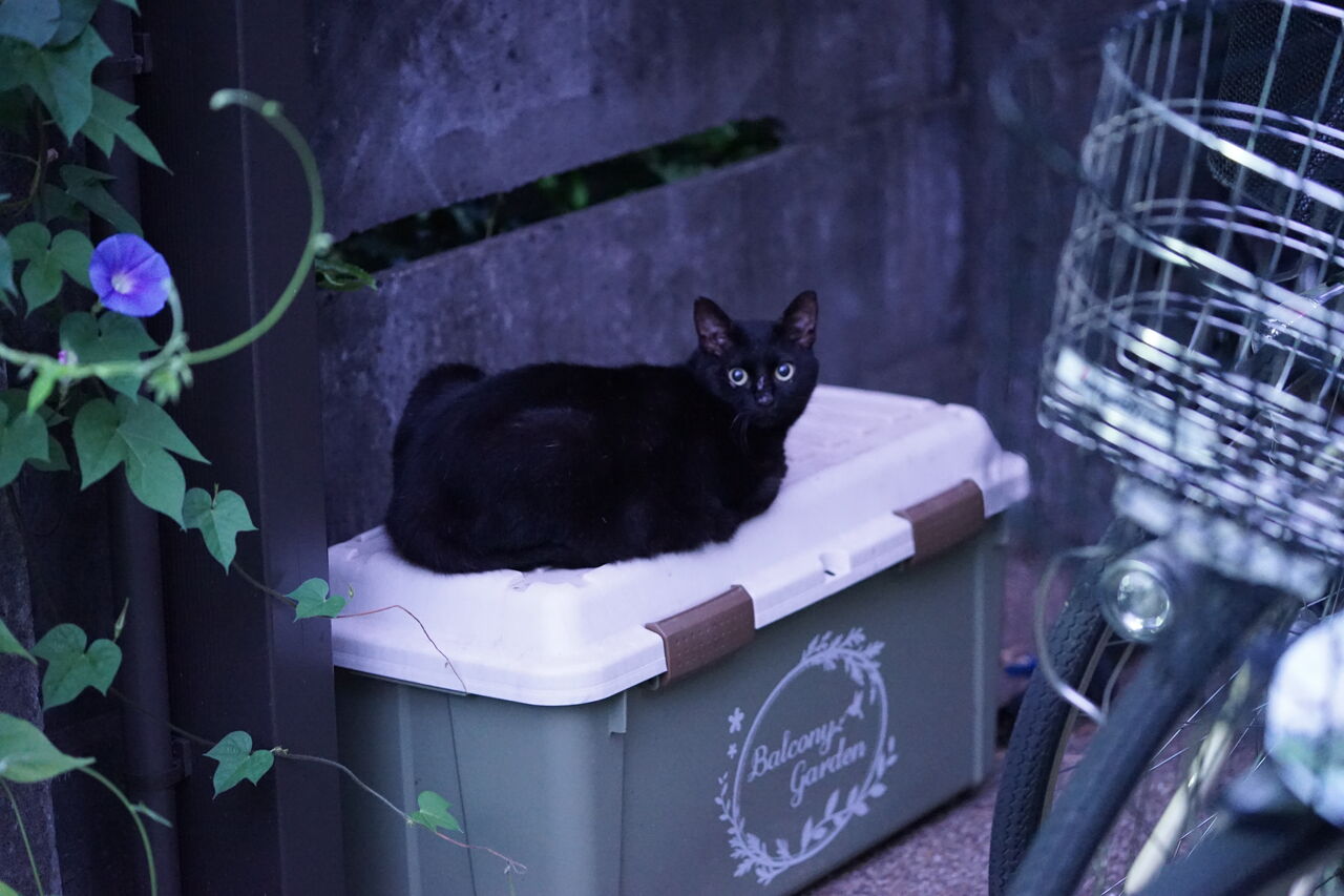 ボス猫の兄弟猫 ねこかます ボス猫の兄弟猫 ねこかます