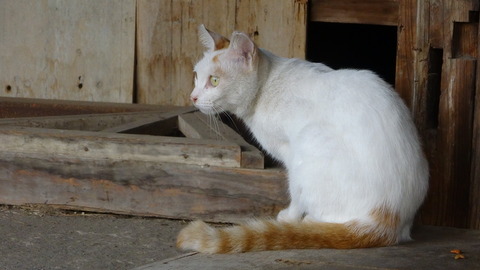 DSC00204