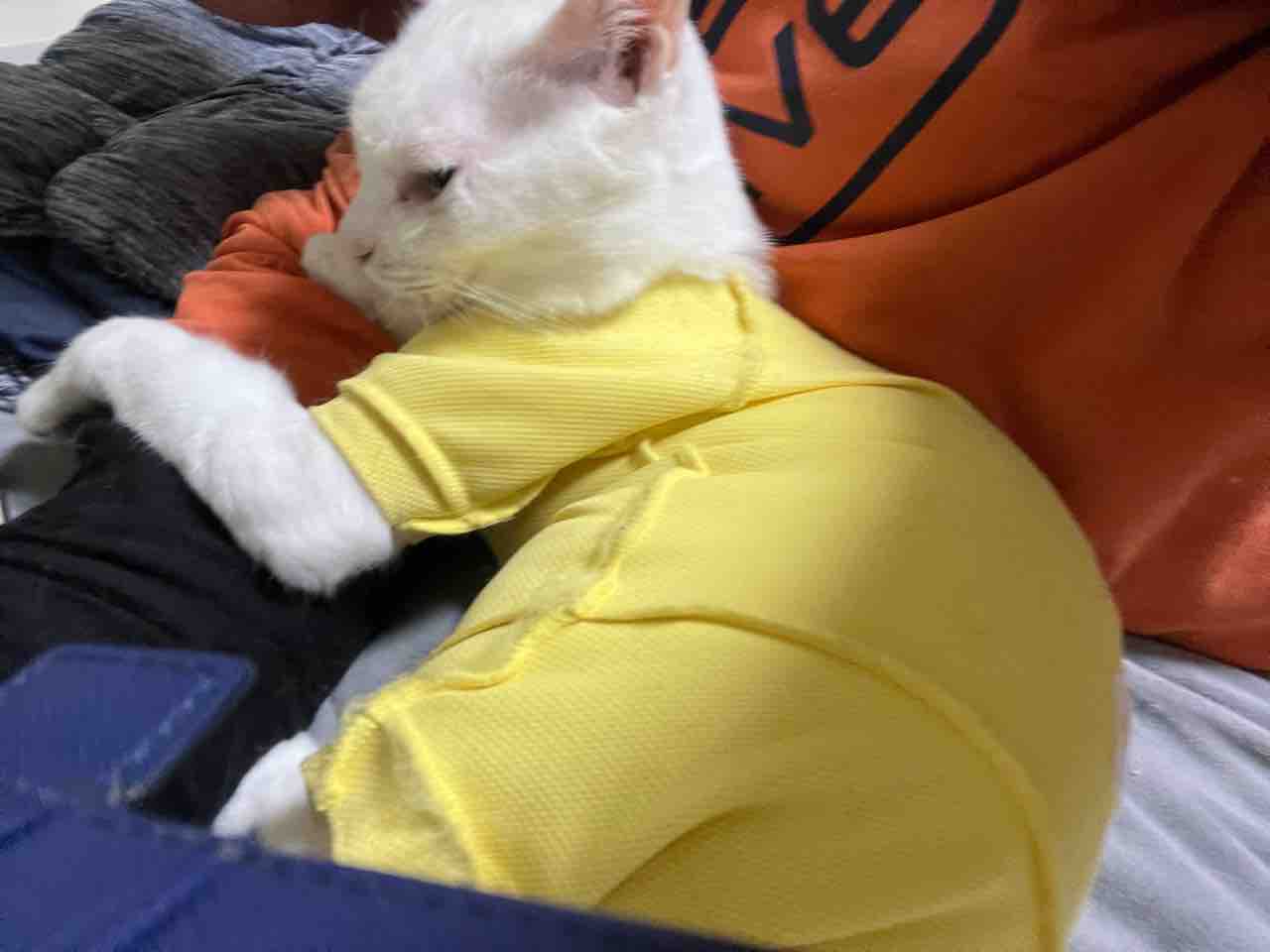 同じ系統の猫たち 2730 ねこかます