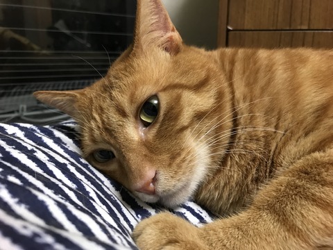 写真 2017-06-24 22 23 52 (1)