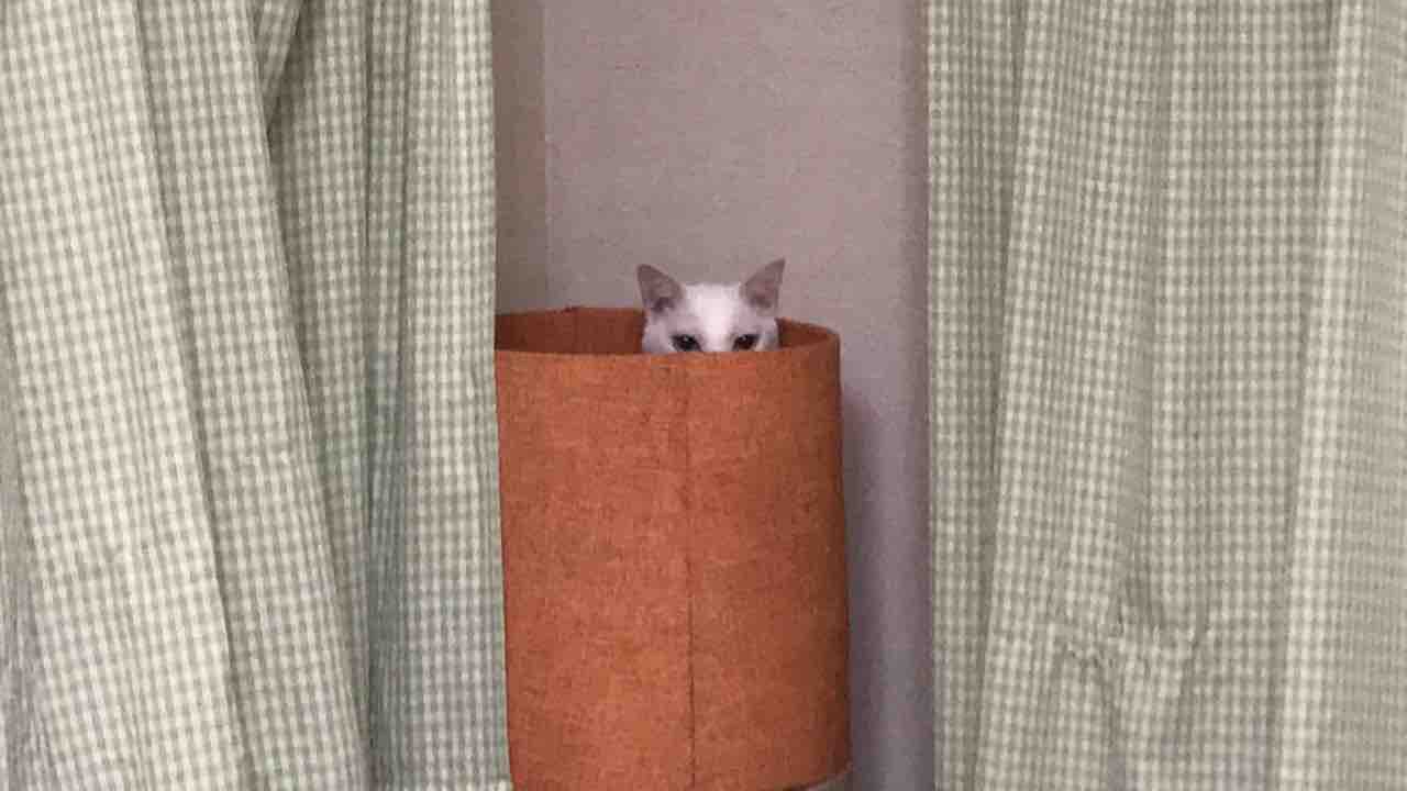 わかりやすくすねる猫 19春 ねこかます わかりやすくすねる猫 19春 ねこかます