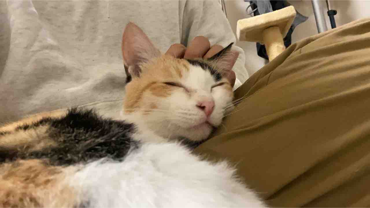 みんなで子猫返り ねこかます