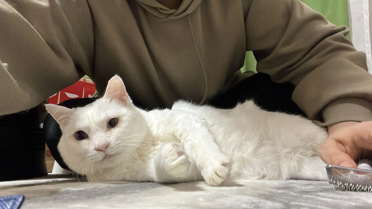 レギュラー猫たちの年齢人間換算 2212 ねこかます