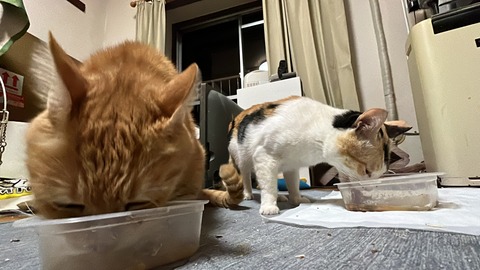 写真 2024-08-11 1 30 26