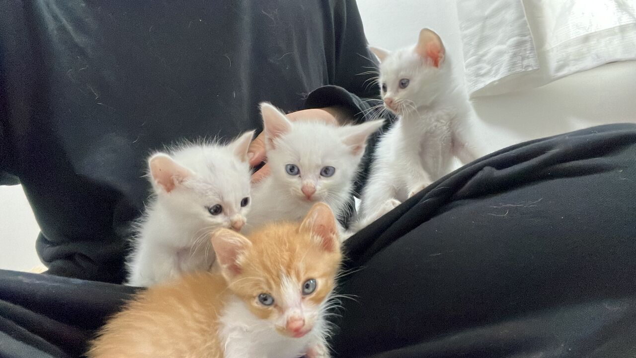 子猫たちの兄妹愛 20251026 : ねこかます