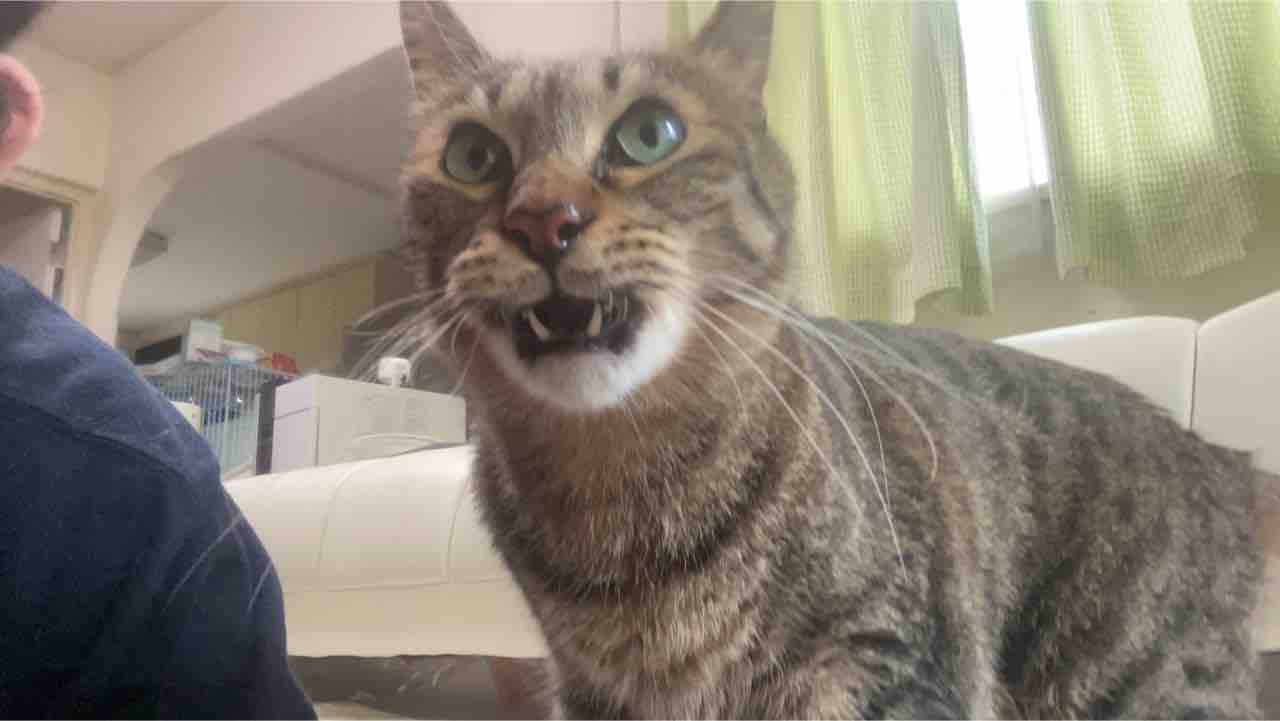 顔芸の次男坊猫 ねこかます