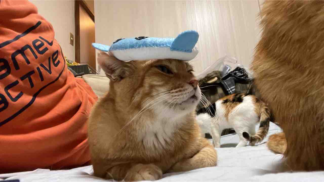 猫に水を飲ませる試行錯誤 20211021 : ねこかます