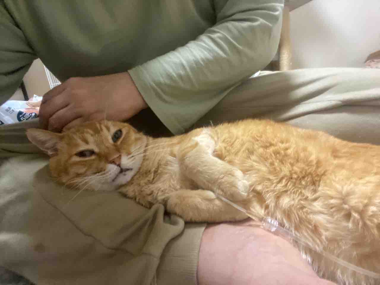腎不全のボス猫 膝でくつろぐ ねこかます 腎不全のボス猫 膝でくつろぐ ねこかます
