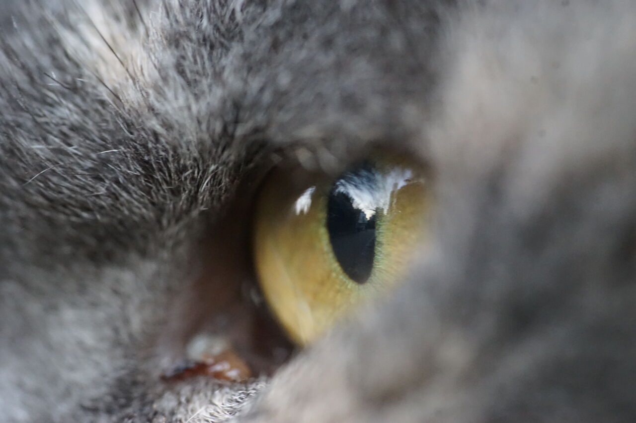 猫の瞳を撮る 1116 ねこかます