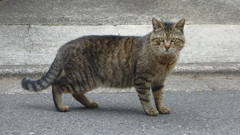 DSC07306