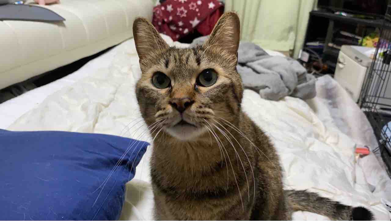 猫たちの体重と体格の比較 2101 ねこかます
