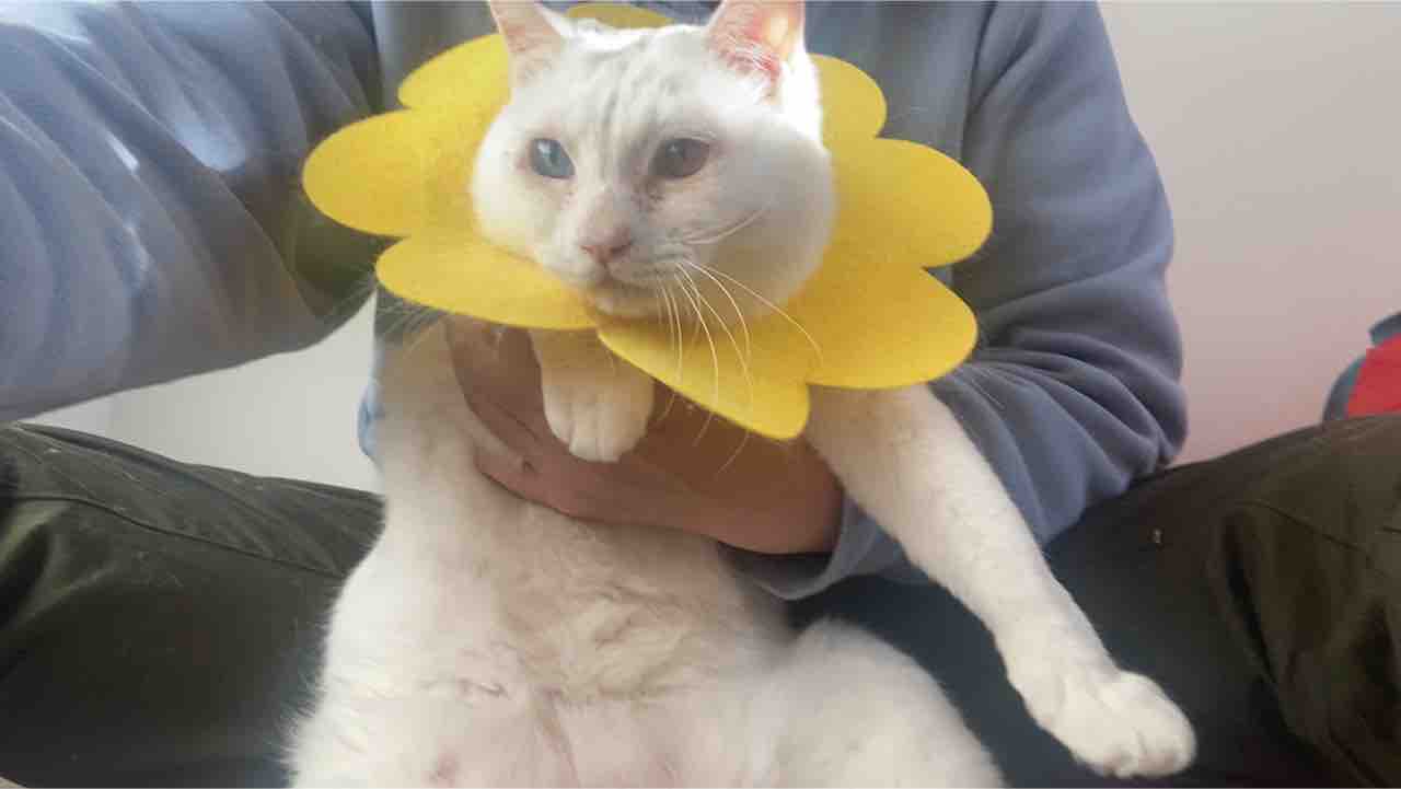 猫の鳴き声を理解する 20210110 : ねこかます