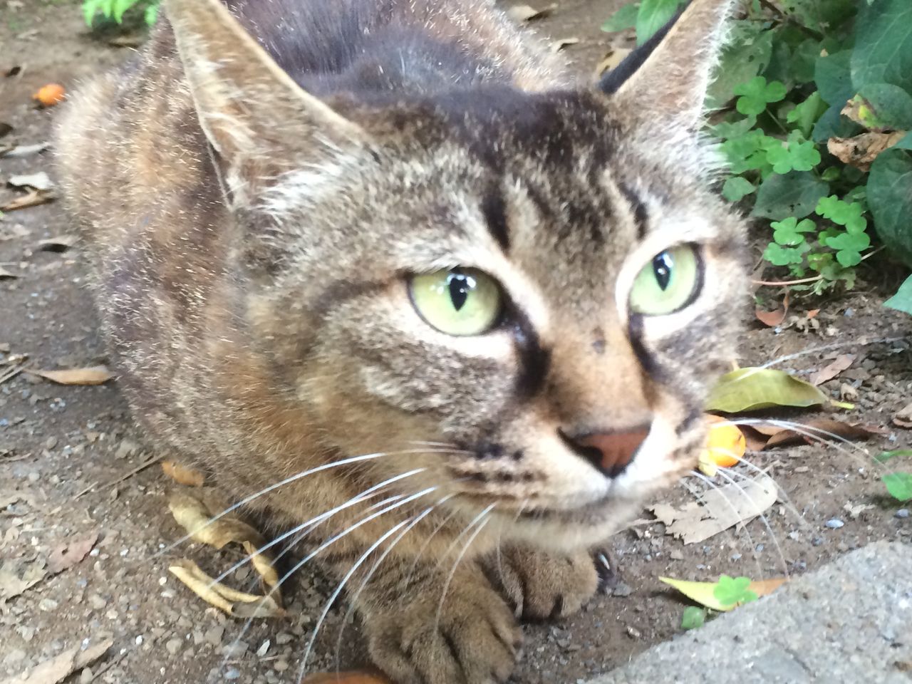 独断と偏見による猫の毛色性格診断 ねこかます