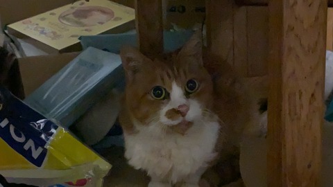 写真 2019-11-03 22 43 30