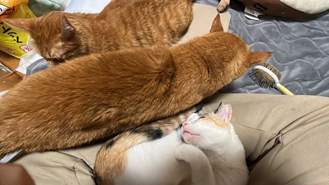 写真 2021-12-06 4 15 16