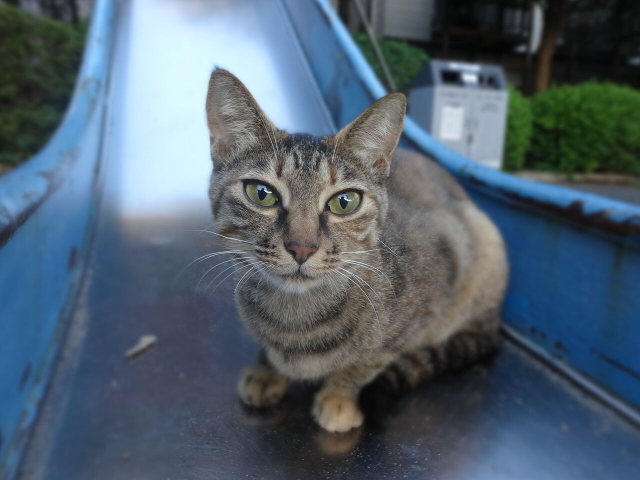 ドジっ子メス子猫 0508 ねこかます